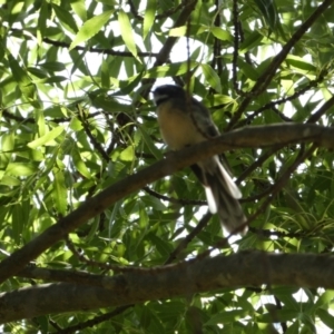 Rhipidura albiscapa at Queanbeyan East, NSW - 17 Mar 2022