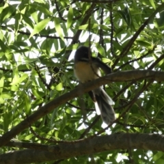 Rhipidura albiscapa at Queanbeyan East, NSW - 17 Mar 2022