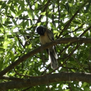 Rhipidura albiscapa at Queanbeyan East, NSW - 17 Mar 2022