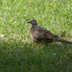 Spilopelia chinensis (Spotted Dove) at Queanbeyan East, NSW - 17 Mar 2022 by SteveBorkowskis