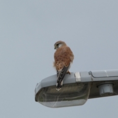 Falco cenchroides (Nankeen Kestrel) at Environa, NSW - 17 Mar 2022 by SteveBorkowskis