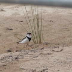 Charadrius melanops (Black-fronted Dotterel) at Environa, NSW - 17 Mar 2022 by Steve_Bok