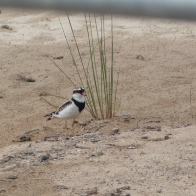 Charadrius melanops (Black-fronted Dotterel) at Environa, NSW - 17 Mar 2022 by Steve_Bok