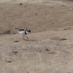 Charadrius melanops at Environa, NSW - 17 Mar 2022 02:10 PM