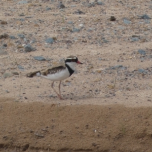 Charadrius melanops at Environa, NSW - 17 Mar 2022 02:10 PM