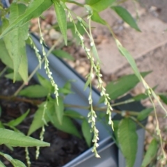 Persicaria hydropiper (Water Pepper) at Murrumbateman, NSW - 14 Mar 2022 by SimoneC