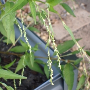 Persicaria hydropiper at Murrumbateman, NSW - 14 Mar 2022