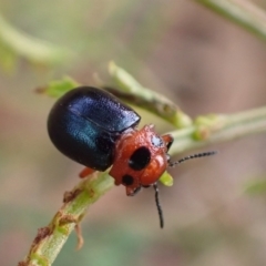 Calomela moorei (Acacia Leaf Beetle) at Murrumbateman, NSW - 17 Mar 2022 by SimoneC