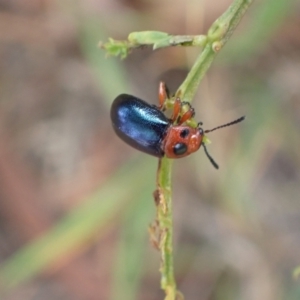 Calomela moorei at Murrumbateman, NSW - 17 Mar 2022