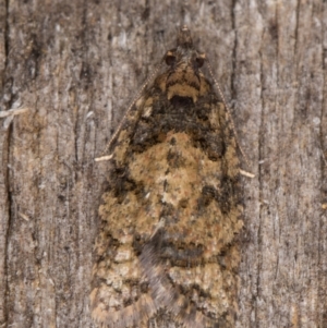 Thrincophora impletana at Melba, ACT - 15 Jan 2022