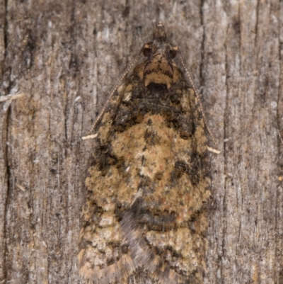 Thrincophora impletana (a Tortrix moth) at Melba, ACT - 15 Jan 2022 by kasiaaus
