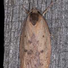 Heliocausta undescribed species (A Concealer moth (Wingia group)) at Melba, ACT - 15 Jan 2022 by kasiaaus