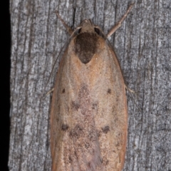 Heliocausta undescribed species (A concealer moth) at Melba, ACT - 15 Jan 2022 by kasiaaus