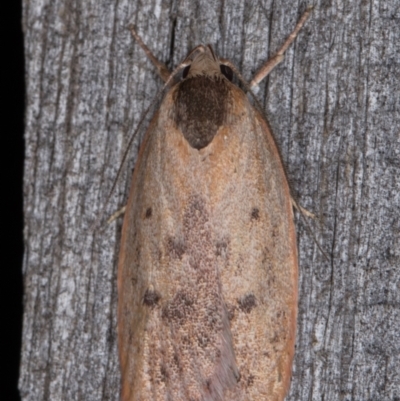 Heliocausta undescribed species (A Concealer moth (Wingia group)) at Melba, ACT - 15 Jan 2022 by kasiaaus