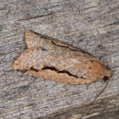 Meritastis undescribed species (A Tortricid moth) at Melba, ACT - 15 Jan 2022 by kasiaaus