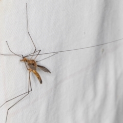 Leptotarsus (Macromastix) costalis (Common Brown Crane Fly) at Melba, ACT - 15 Jan 2022 by kasiaaus