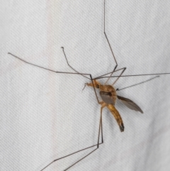 Leptotarsus (Macromastix) costalis at Melba, ACT - 15 Jan 2022