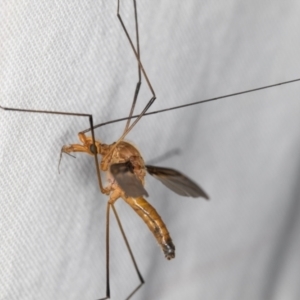 Leptotarsus (Macromastix) costalis at Melba, ACT - 15 Jan 2022