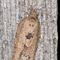 Meritastis laganodes (A Tortrix moth) at Melba, ACT - 15 Jan 2022 by kasiaaus