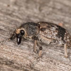 Rhinaria sp. (genus) at Melba, ACT - 15 Jan 2022 11:06 PM