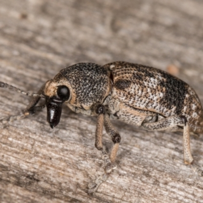 Rhinaria sp. (genus) (Unidentified Rhinaria weevil) at Melba, ACT - 15 Jan 2022 by kasiaaus