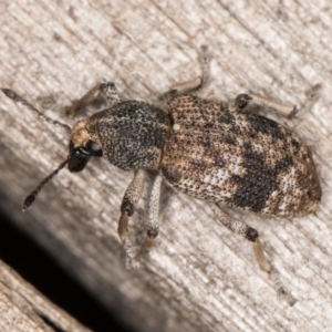 Rhinaria sp. (genus) at Melba, ACT - 15 Jan 2022