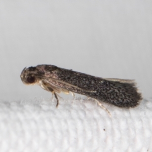 Gelechioidea (superfamily) at Melba, ACT - 15 Jan 2022