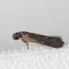 Gelechioidea (superfamily) at Melba, ACT - 15 Jan 2022