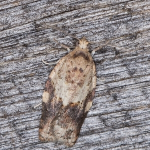 Epiphyas ashworthana at Melba, ACT - 15 Jan 2022 11:12 PM