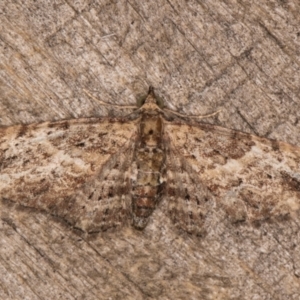 Chloroclystis insigillata at Melba, ACT - 15 Jan 2022