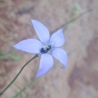 Unidentified Bee (Hymenoptera, Apiformes) at Duffy, ACT - 27 Feb 2022 by Miranda