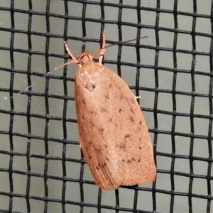 Garrha carnea at Wanniassa, ACT - 17 Mar 2022 09:06 PM