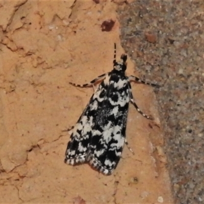Scoparia exhibitalis (A Crambid moth) at Wanniassa, ACT - 17 Mar 2022 by JohnBundock