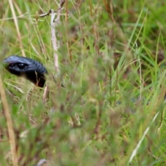 Pseudechis porphyriacus (Red-bellied Black Snake) at Mongarlowe, NSW - 17 Mar 2022 by LisaH
