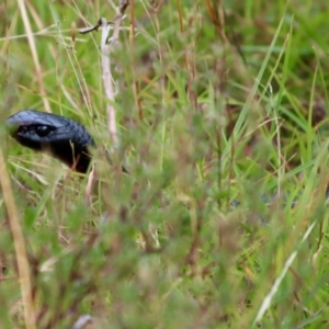 Pseudechis porphyriacus at Mongarlowe, NSW - suppressed