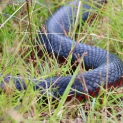 Pseudechis porphyriacus at Mongarlowe, NSW - suppressed