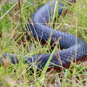 Pseudechis porphyriacus at Mongarlowe, NSW - suppressed