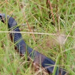 Pseudechis porphyriacus at Mongarlowe, NSW - suppressed