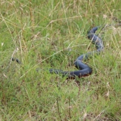 Pseudechis porphyriacus at Mongarlowe, NSW - suppressed