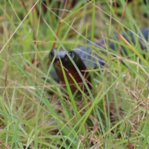 Pseudechis porphyriacus at Mongarlowe, NSW - suppressed