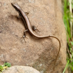 Eulamprus heatwolei (Yellow-bellied Water Skink) at Mongarlowe River - 17 Mar 2022 by LisaH