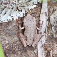 Litoria citropa (Blue Mountains Tree Frog) at Mongarlowe River - 17 Mar 2022 by LisaH