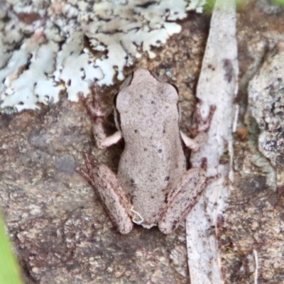 Litoria citropa (Blue Mountains Tree Frog) by LisaH