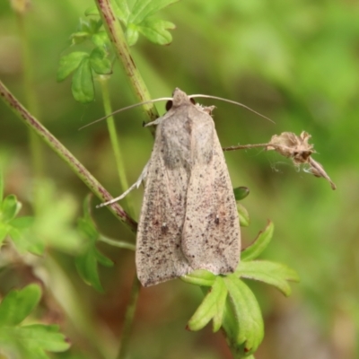 Mythimna (Pseudaletia) convecta (Common Armyworm) at Mongarlowe, NSW - 17 Mar 2022 by LisaH