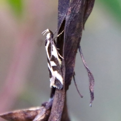 Epithymema incomposita (Chezela group) at Mongarlowe, NSW - 17 Mar 2022 by LisaH