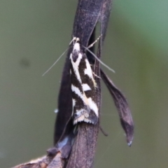 Epithymema incomposita at Mongarlowe, NSW - suppressed