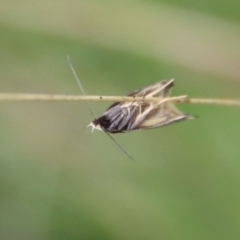 Epithymema incomposita at Mongarlowe, NSW - suppressed