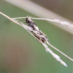 Epithymema incomposita at Mongarlowe, NSW - suppressed