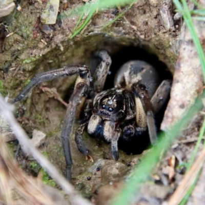 Tasmanicosa sp. (genus) (Tasmanicosa wolf spider) at Mongarlowe, NSW - 17 Mar 2022 by LisaH