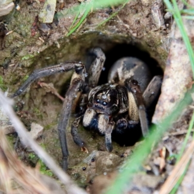 Tasmanicosa sp. (genus) (Unidentified Tasmanicosa wolf spider) at Mongarlowe River - 17 Mar 2022 by LisaH